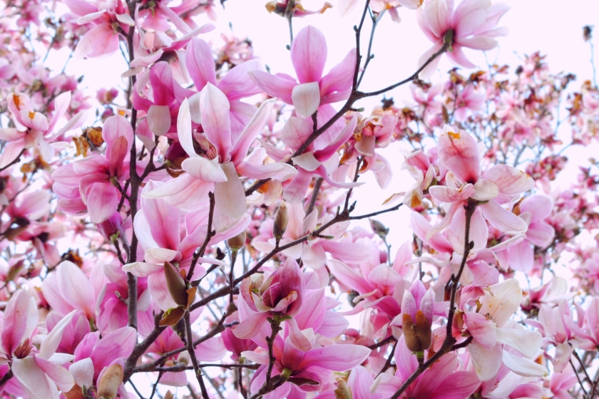Magnolia-Flower-Screensaver-for-Wall